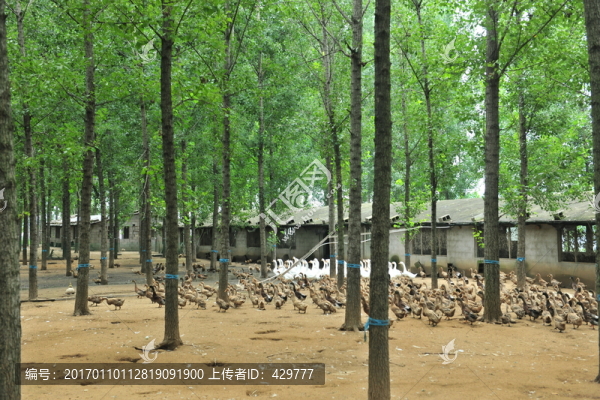 林場養(yǎng)殖