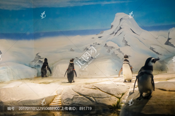 企鵝,冰雪,海洋館