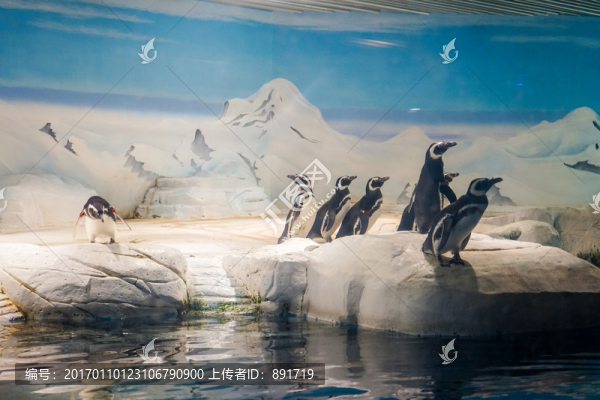 企鵝,冰雪,海洋館