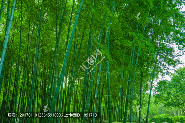 竹林風(fēng)光,竹林背景素材