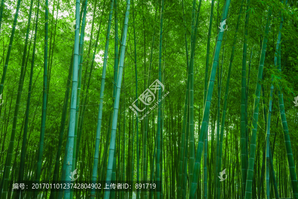 竹林風(fēng)光,竹林背景素材