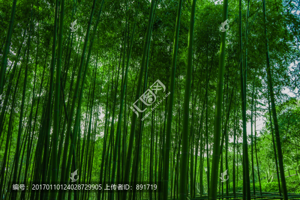 竹林風(fēng)光,竹林背景素材