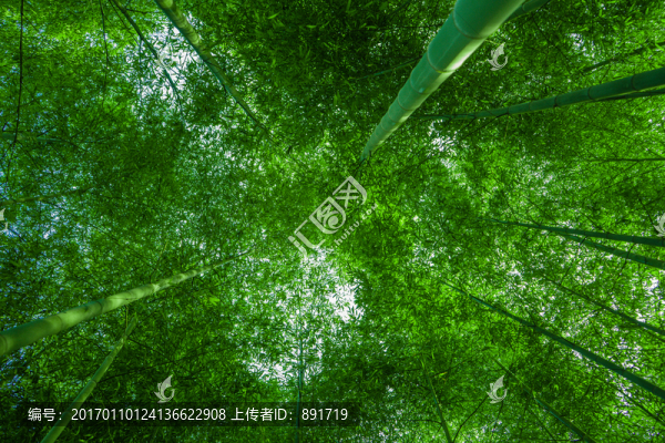竹林風(fēng)光,竹林背景素材