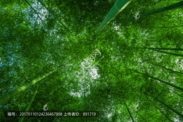 竹林風(fēng)光,竹林背景素材