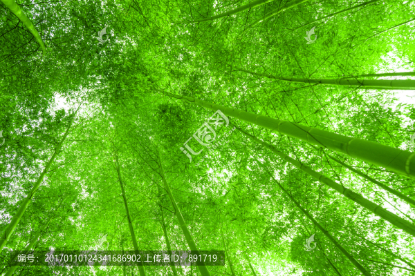 竹林風(fēng)光,竹林背景素材