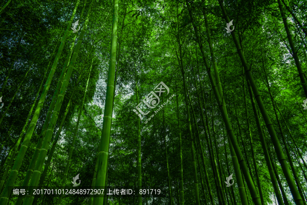 竹林風(fēng)光,陽光竹林,唯美竹林