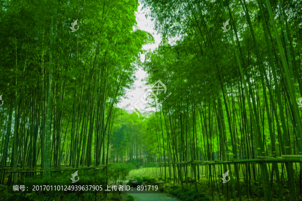 竹林風(fēng)光,陽光竹林,唯美竹林