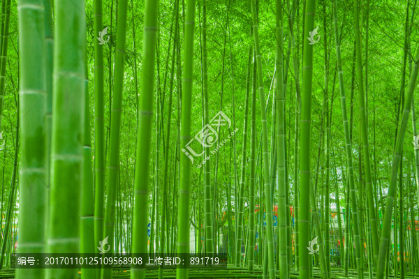 竹林風(fēng)光,陽光竹林,唯美竹林