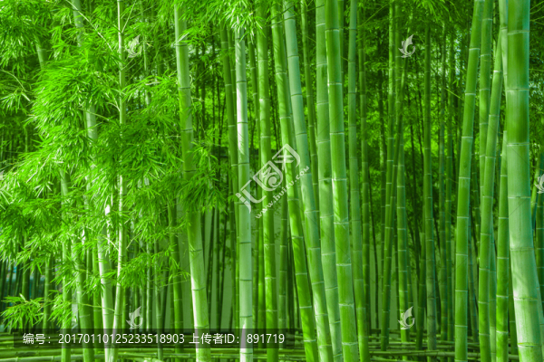 竹林風光,陽光竹林,唯美竹林