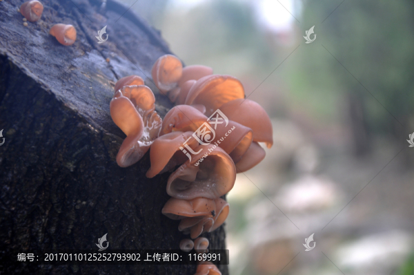 木耳