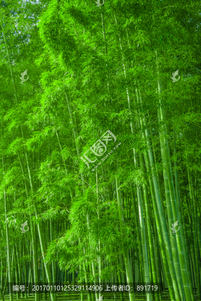 竹林風(fēng)光,陽(yáng)光竹林,唯美竹林