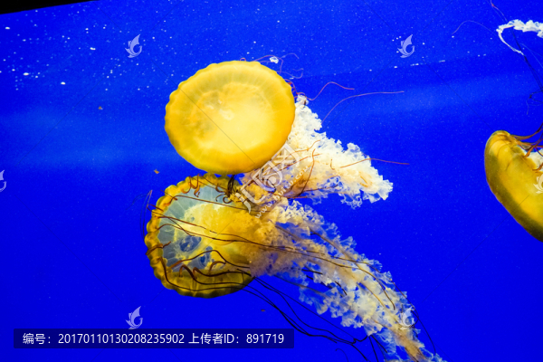 夢幻水母,魚缸背景圖