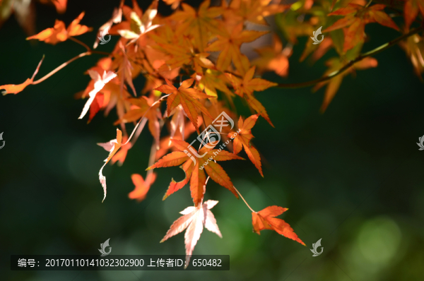 楓樹枝條,楓葉