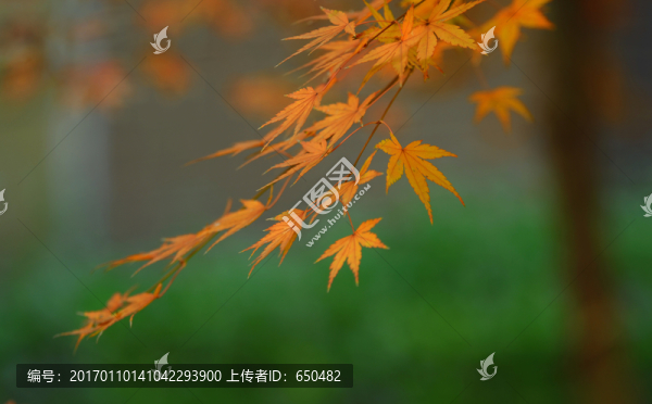 楓葉