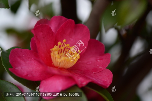 茶花