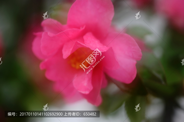 創(chuàng)意茶花