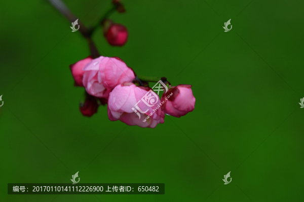 梅花,梅枝,一枝梅