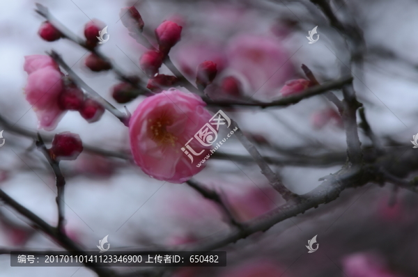 創(chuàng)意梅花