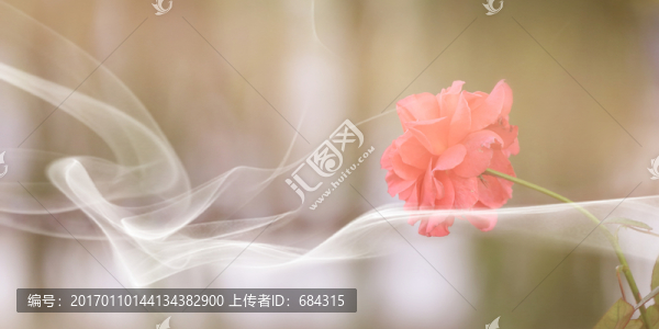 夢(mèng)幻玫瑰