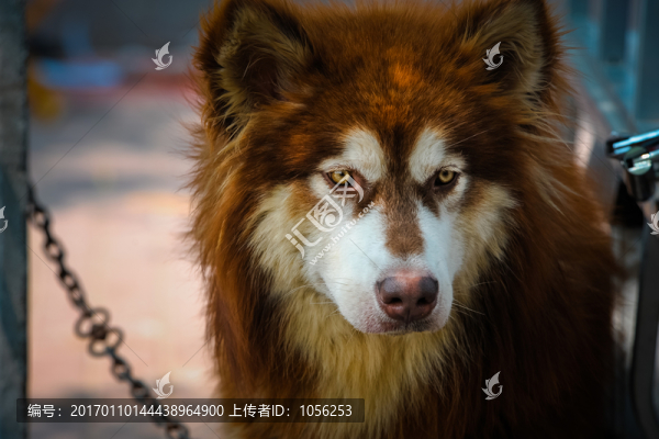 大狗