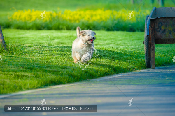 小狗
