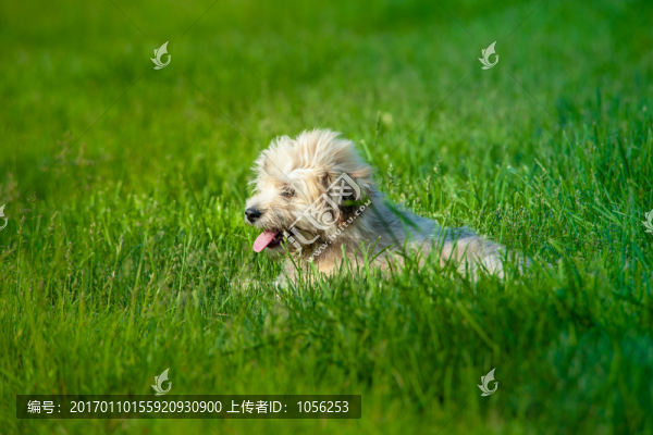 小狗