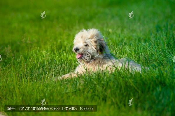 小狗