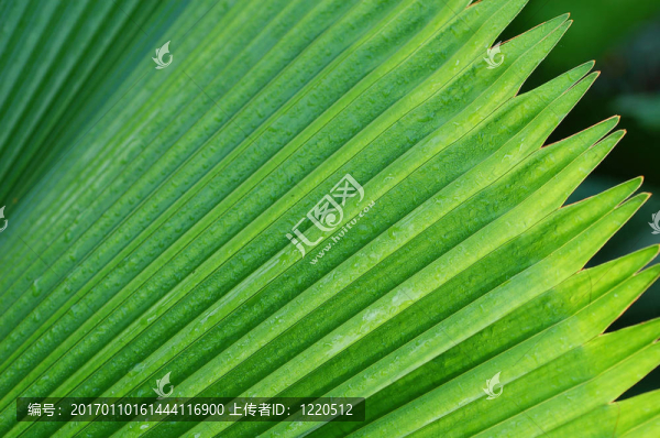 棕櫚樹(shù)離開(kāi)