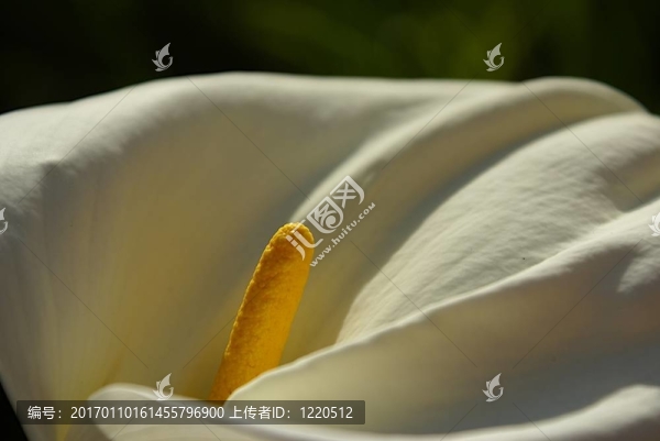 外來的黃色的花