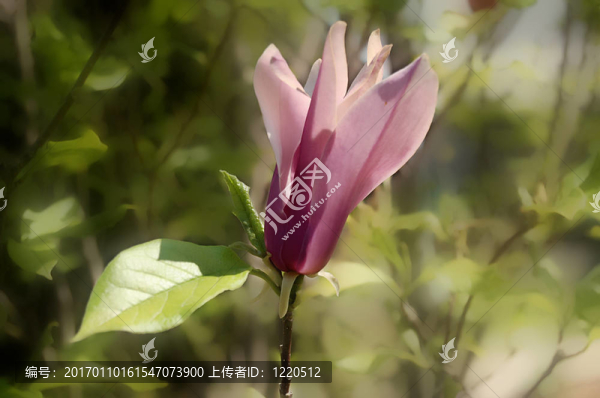 木蘭