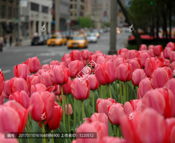 郁金香公園大街