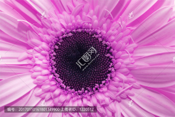 春天的花朵