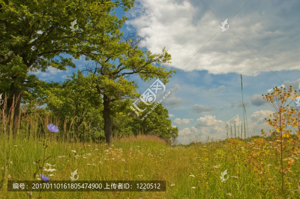 夏天的風(fēng)景