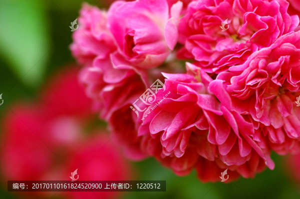 花園里的玫瑰