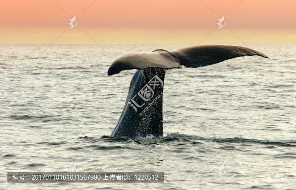 在Kaikour看鯨魚(yú)