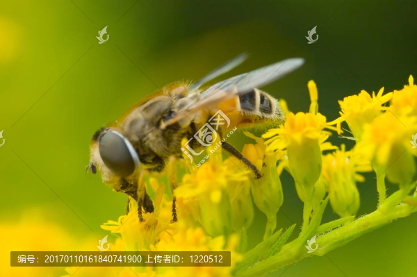 蜜蜂在黃色的花上