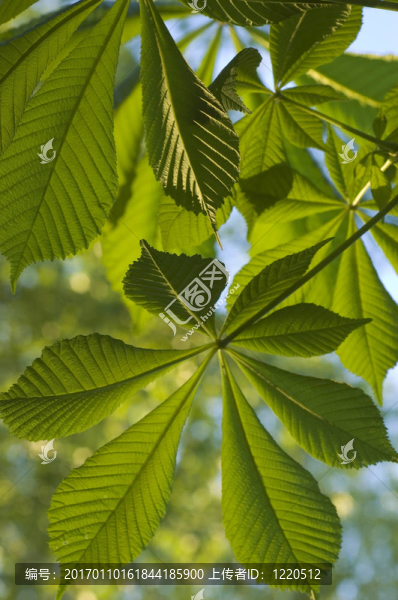 春季板栗-匯圖網(wǎng) www.fosd68.com 春季板栗