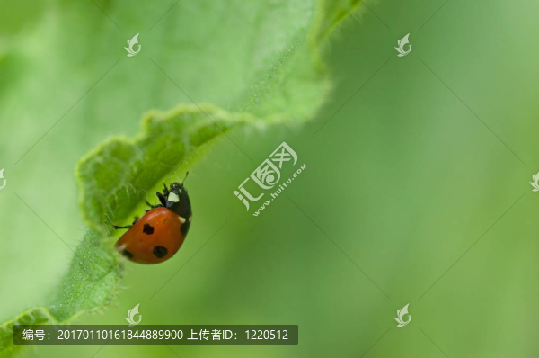 在綠葉瓢蟲