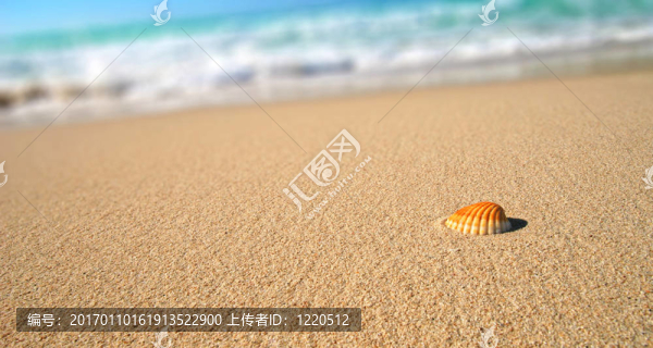 熱帶海灘海貝殼