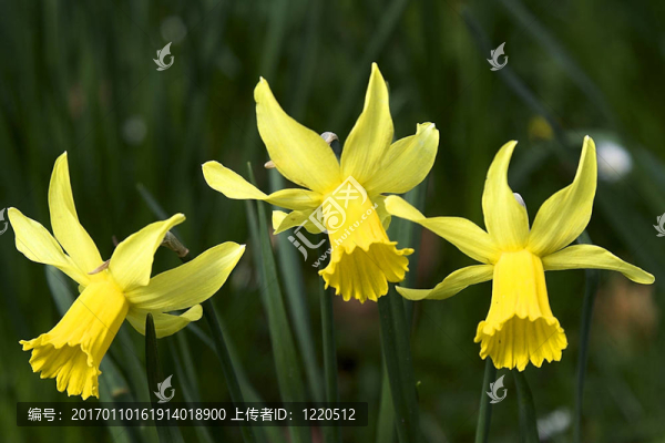 水仙