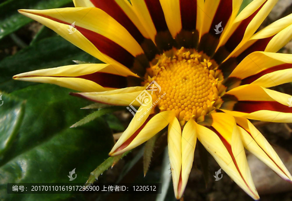 菊粗簇