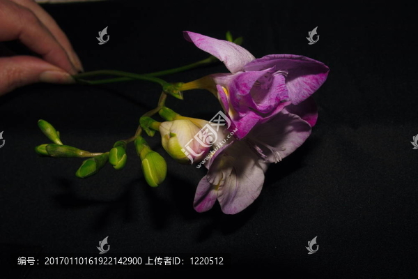 小蒼蘭