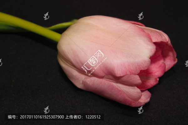粉紅的郁金香黑色
