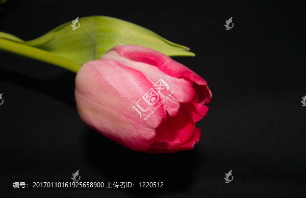 美麗的深粉紅色郁金香