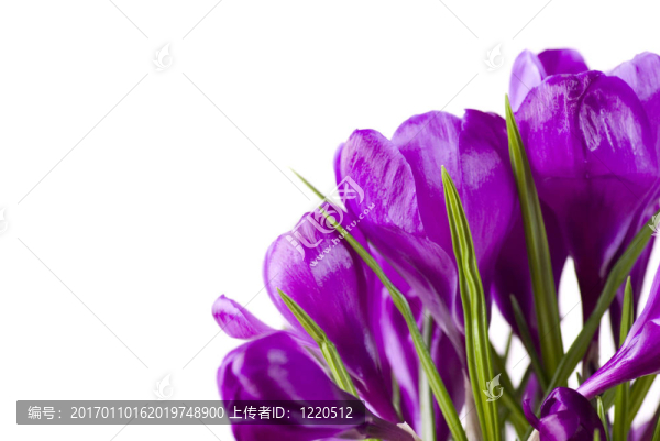 番紅花flowersrn