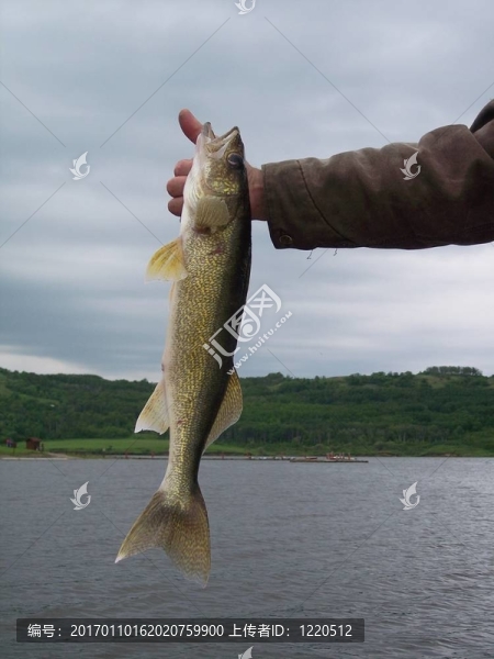 Pickerel釣了一天