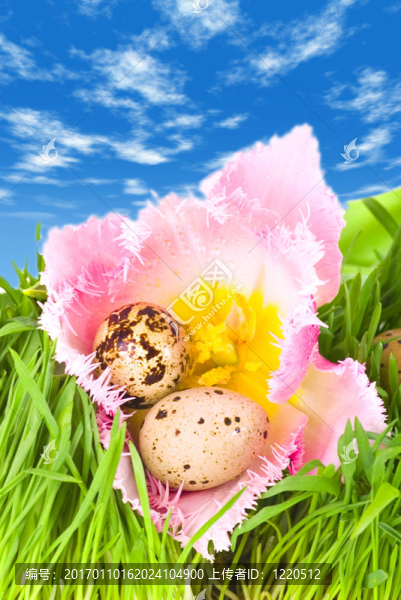在藍色天空下，復活節(jié)彩蛋在粉紅色郁金香的花中