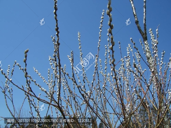pussywillows