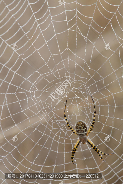 蜘蛛和Spider,Web