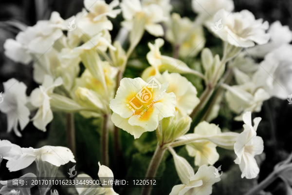 花